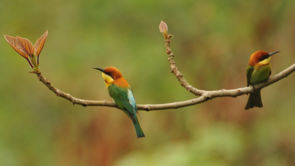 Chestnut-headed Bee-eater - ML620200019