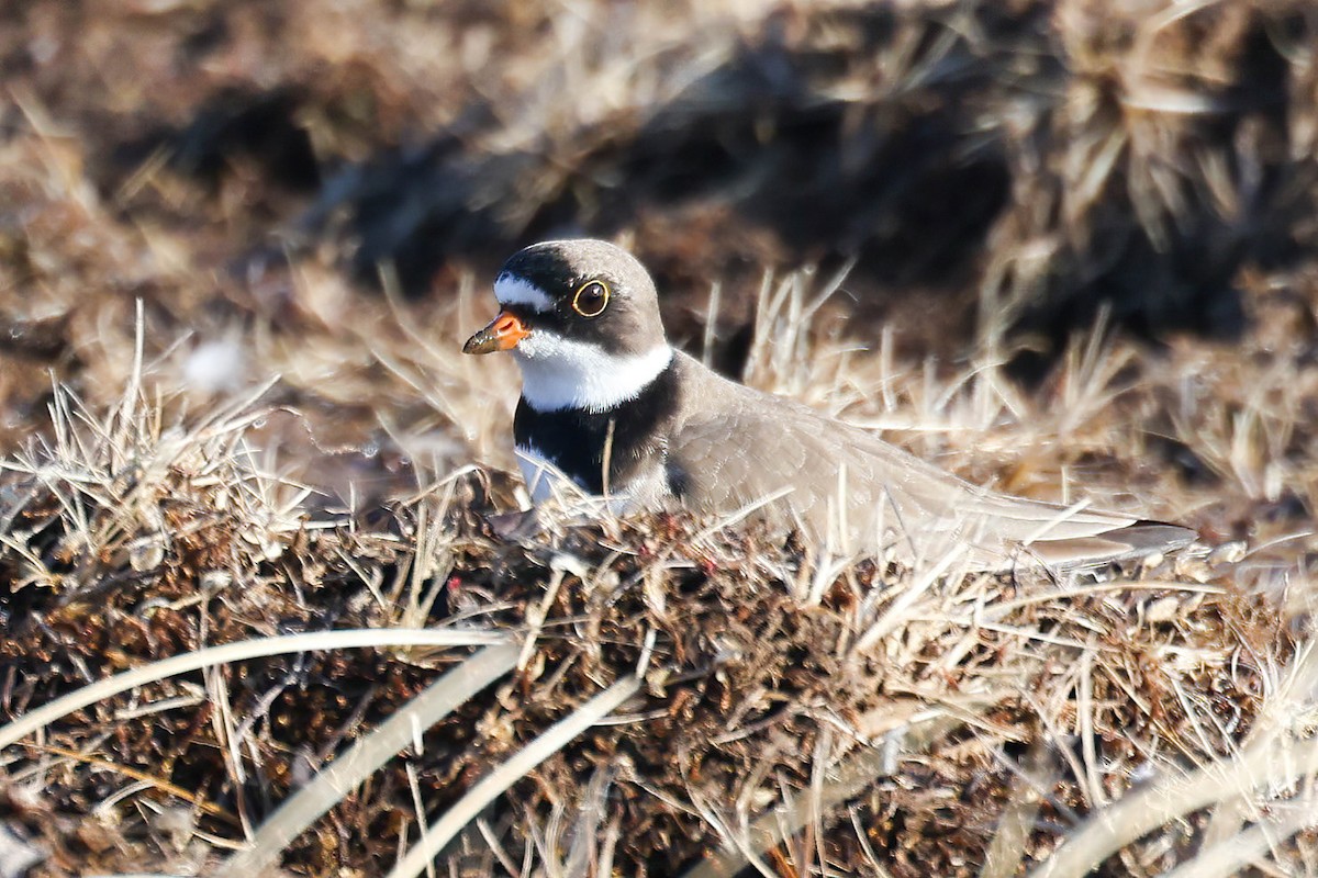 Semipalmated Plover - ML620200020