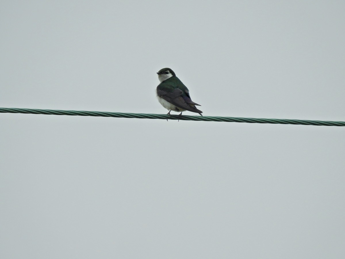 Violet-green Swallow - ML620200024