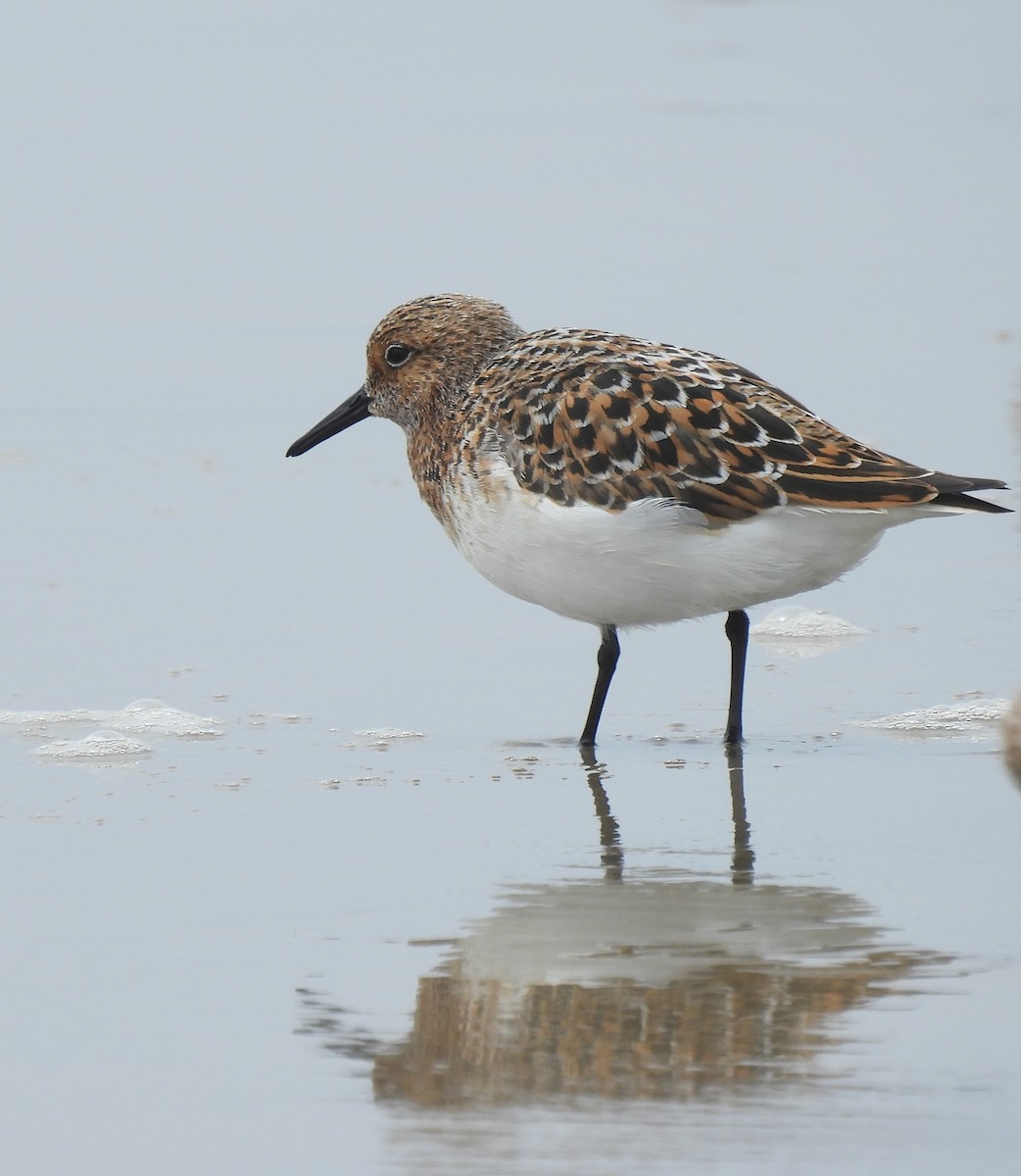 Bécasseau sanderling - ML620200043