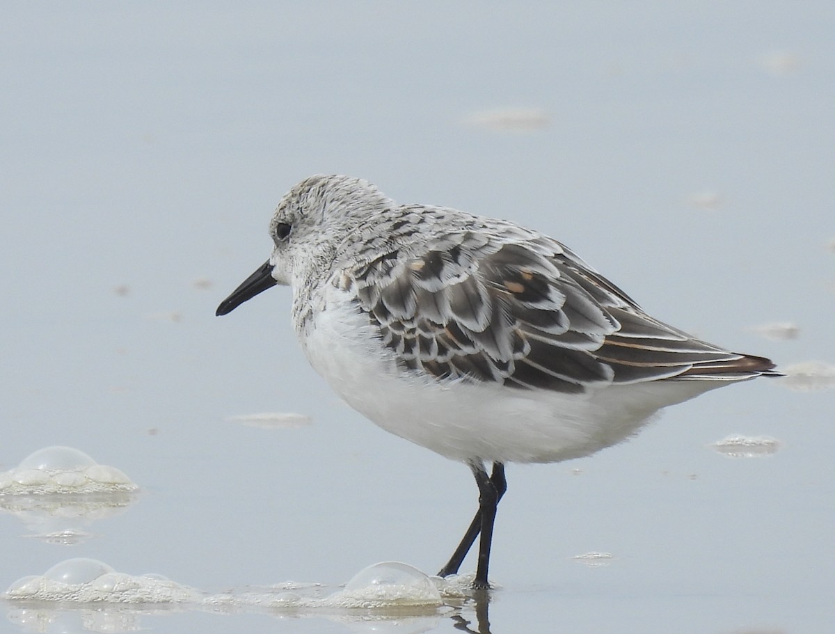 Bécasseau sanderling - ML620200044