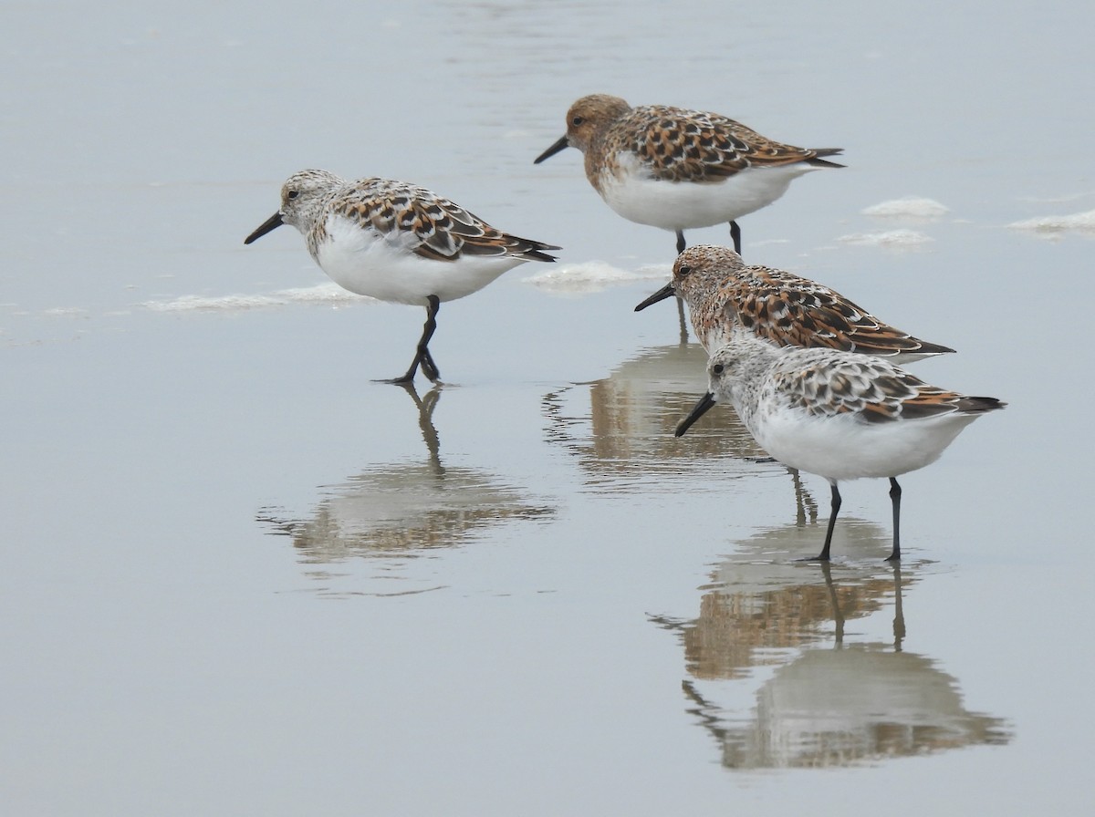 Bécasseau sanderling - ML620200045