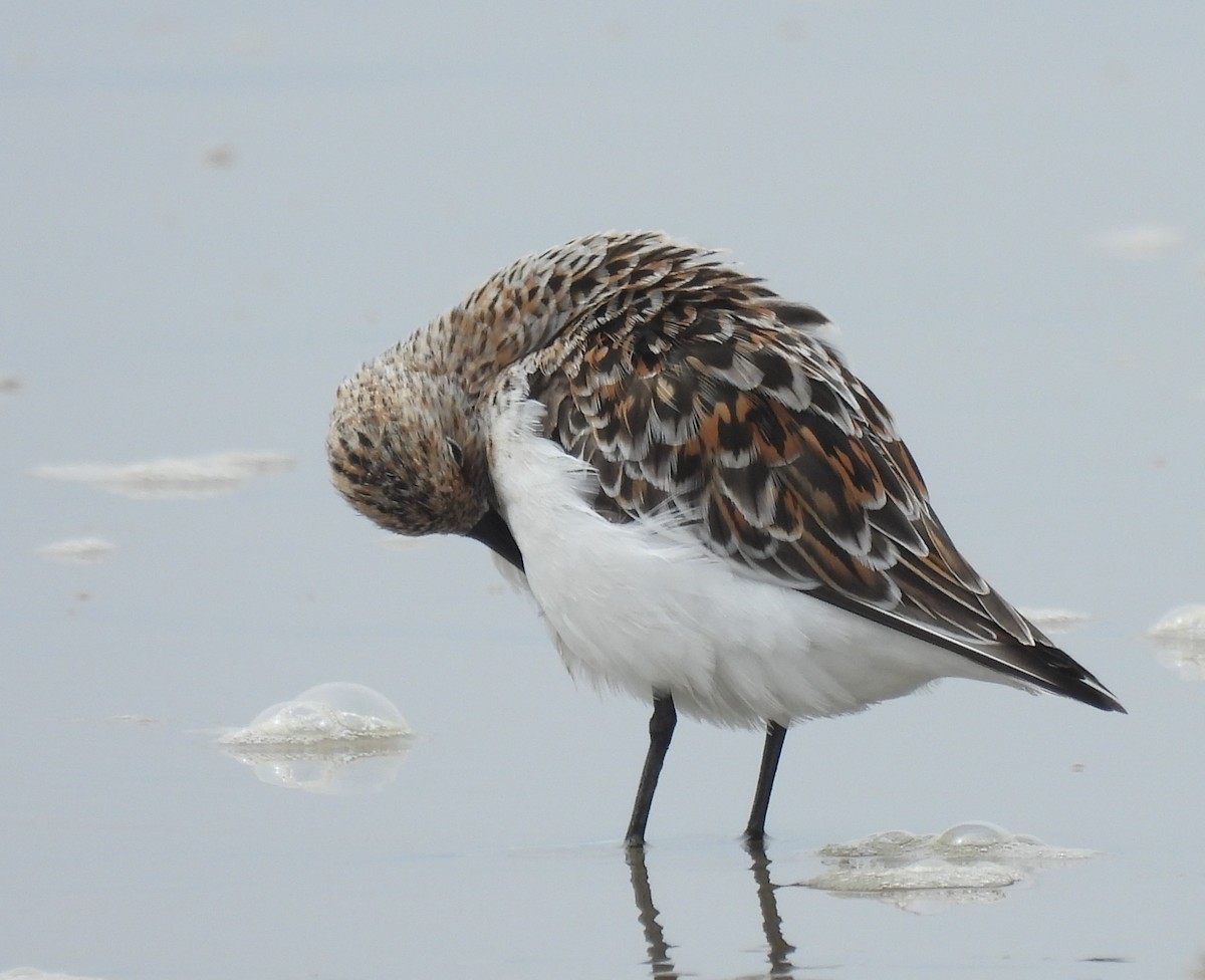 Bécasseau sanderling - ML620200046