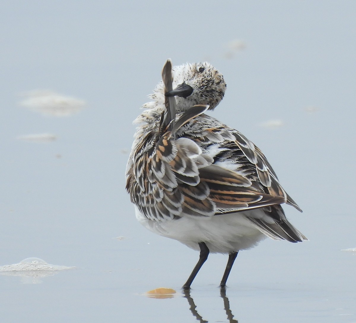 Bécasseau sanderling - ML620200047