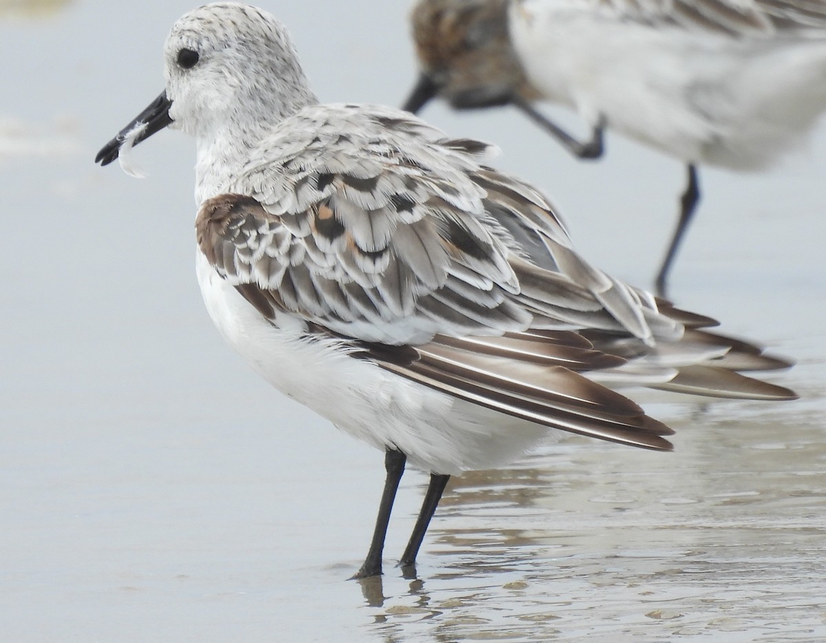 Bécasseau sanderling - ML620200048