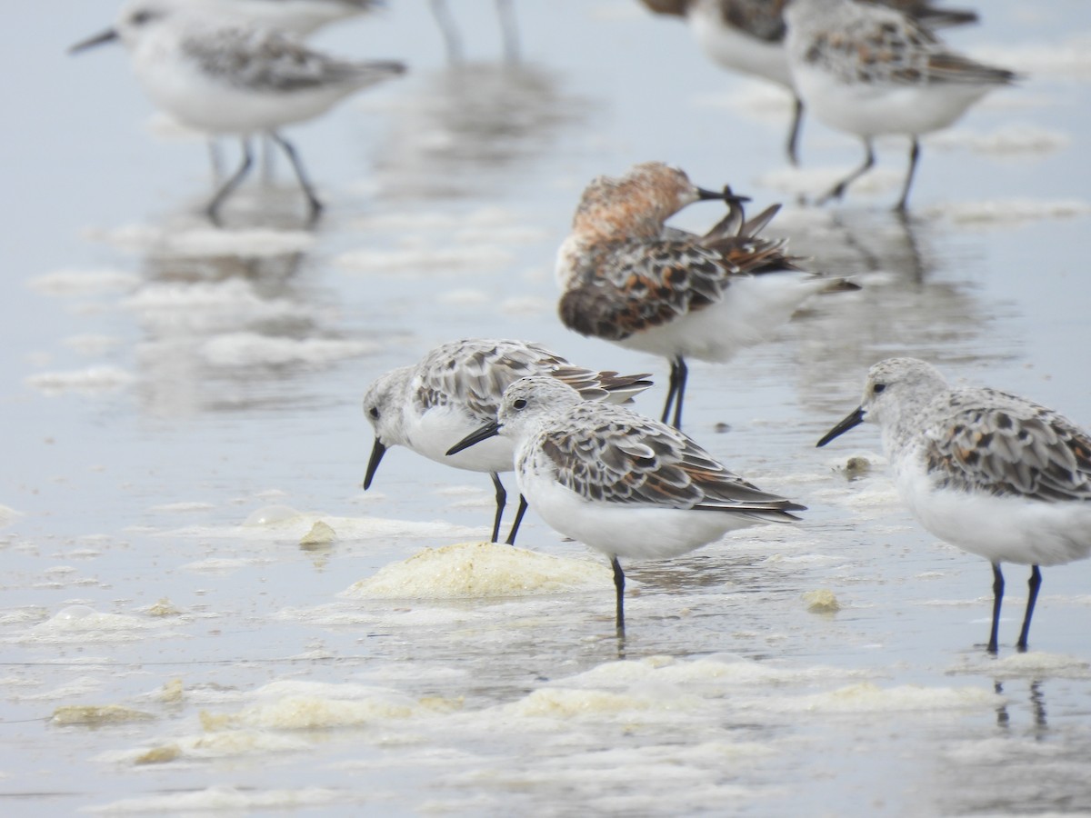 Bécasseau sanderling - ML620200050