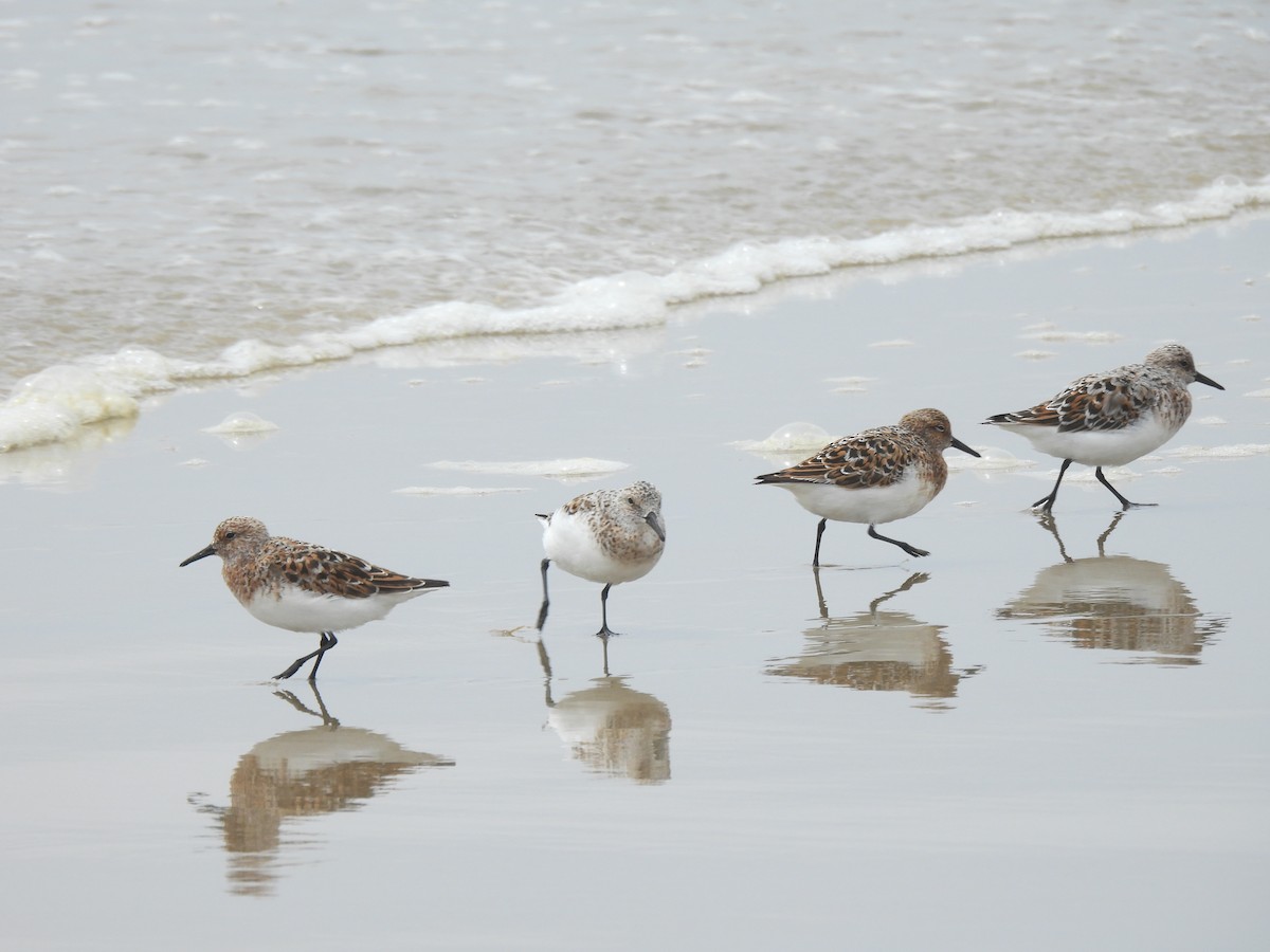 Bécasseau sanderling - ML620200051