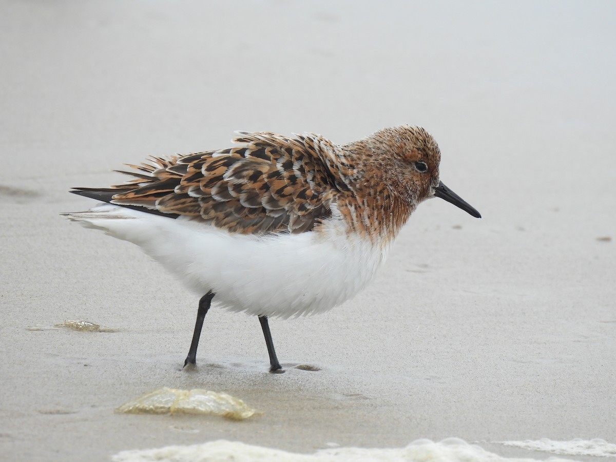 Bécasseau sanderling - ML620200052