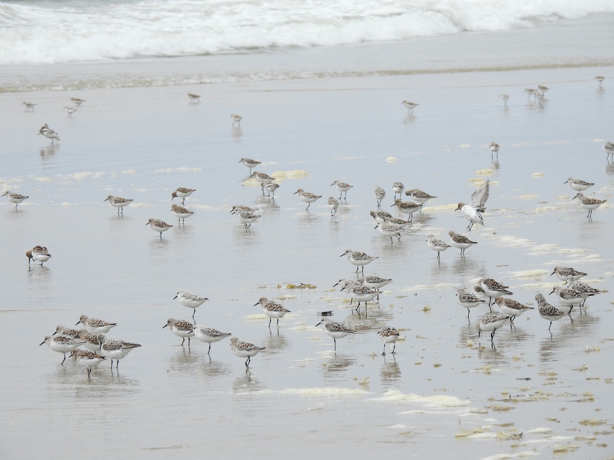 Bécasseau sanderling - ML620200053