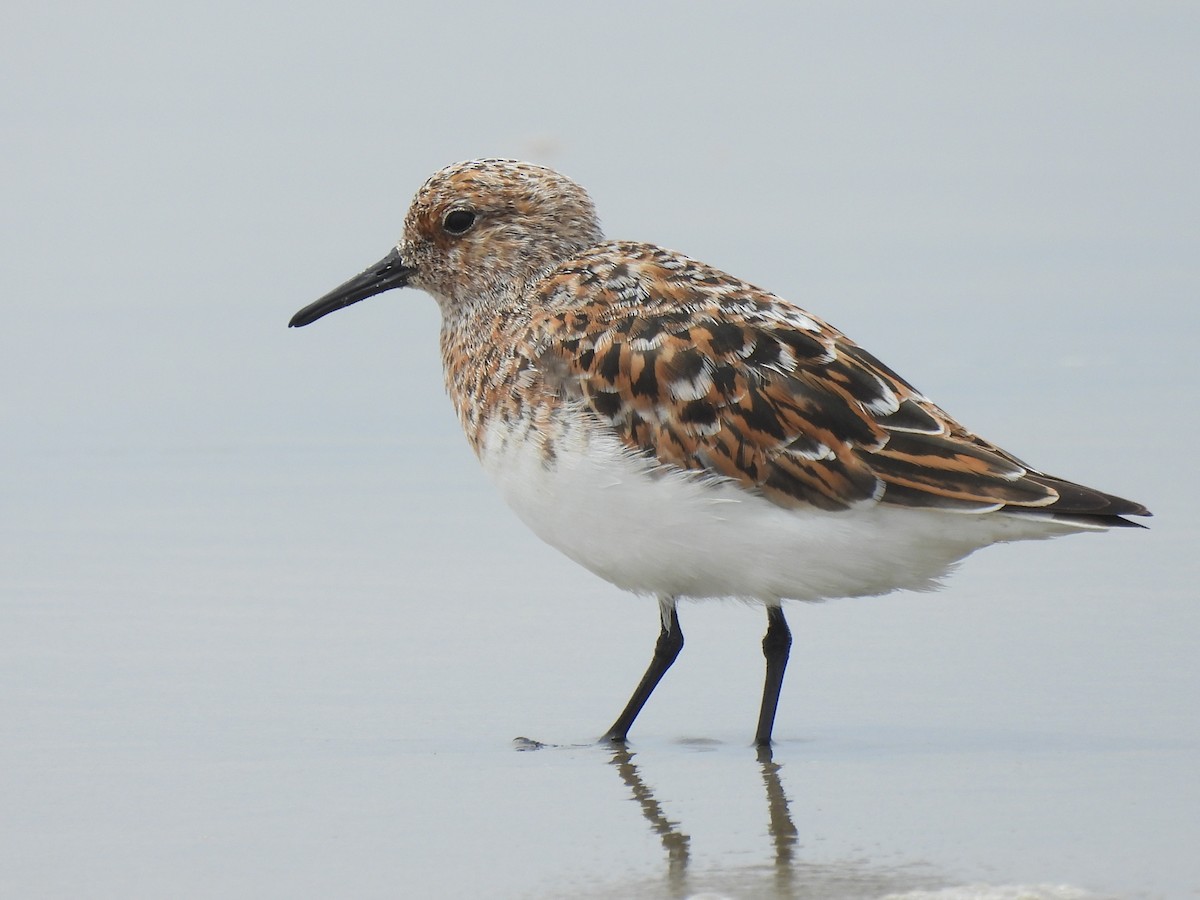 Bécasseau sanderling - ML620200054