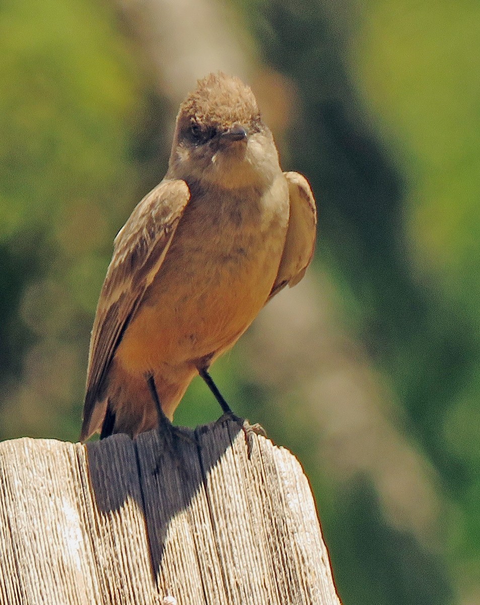 Say's Phoebe - ML620200059