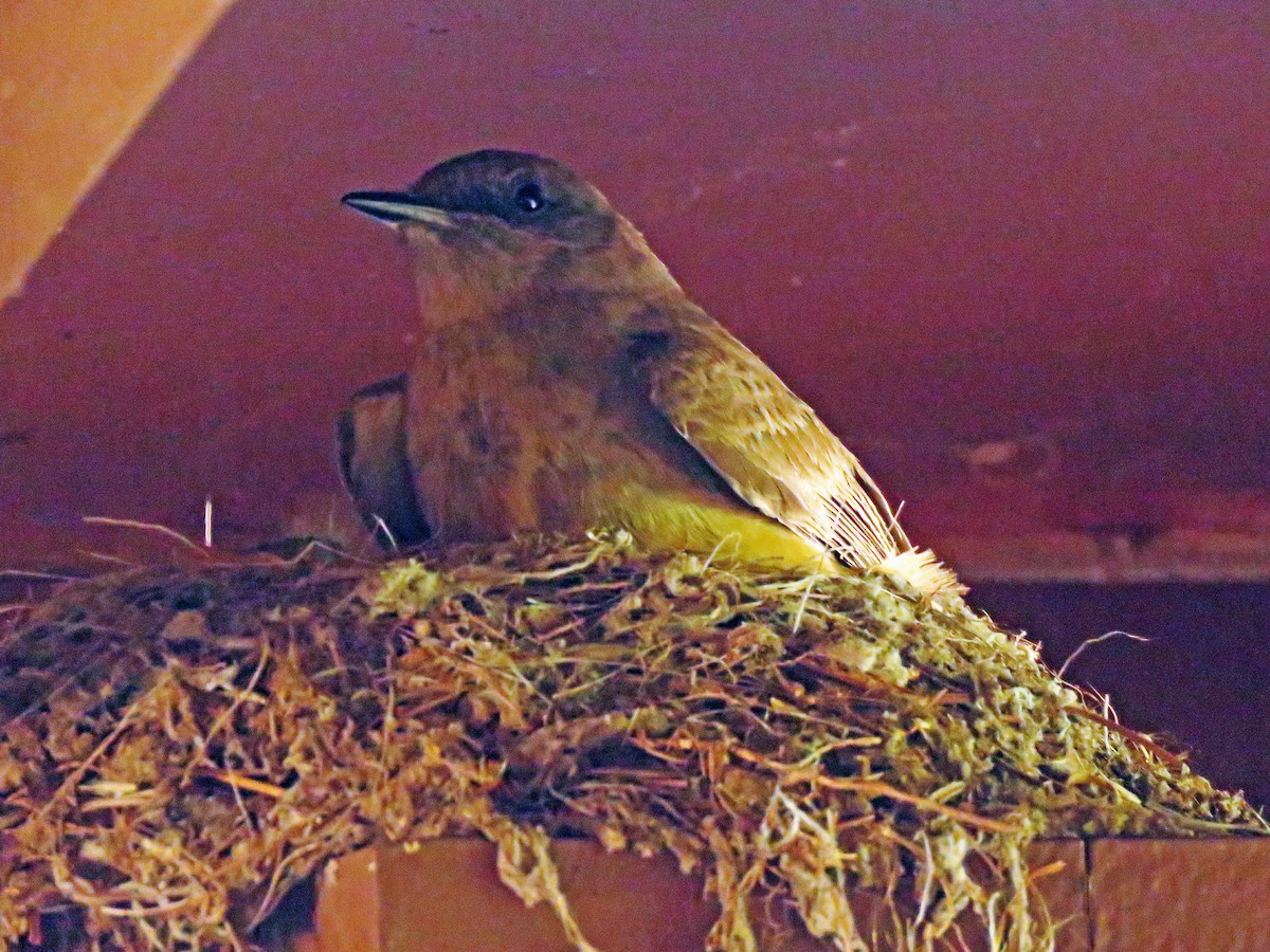 Рыжебрюхий фиби - ML620200060