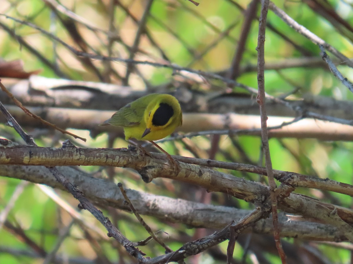 Wilson's Warbler - ML620200064