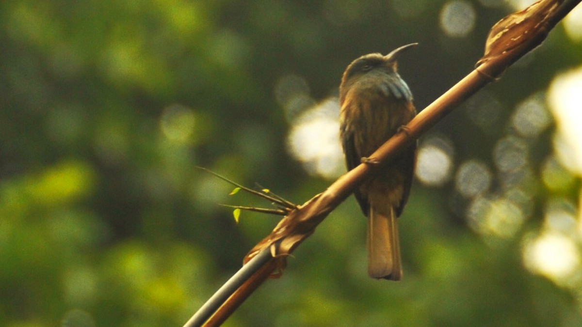 Blue-bearded Bee-eater - ML620200071