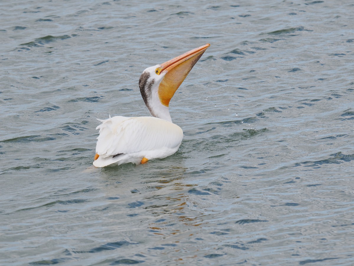 American White Pelican - ML620200079