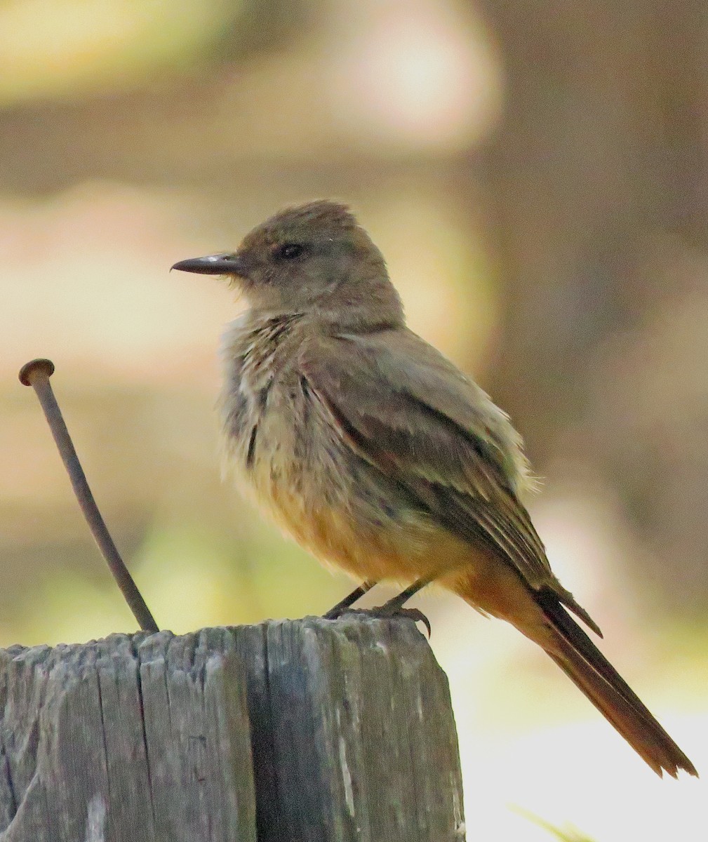 Say's Phoebe - ML620200090