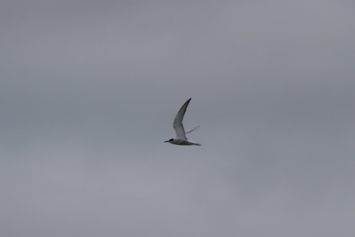 Common Tern - ML620200091