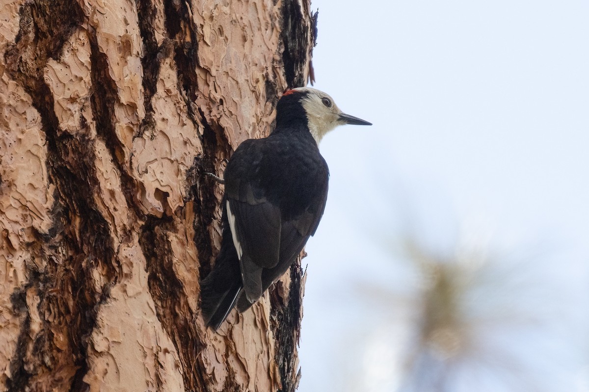 White-headed Woodpecker - ML620200093