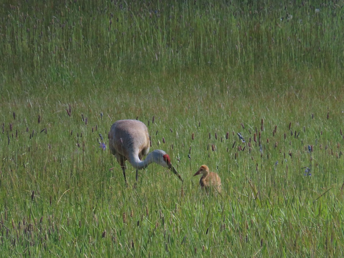 Sandhill Crane - ML620200094