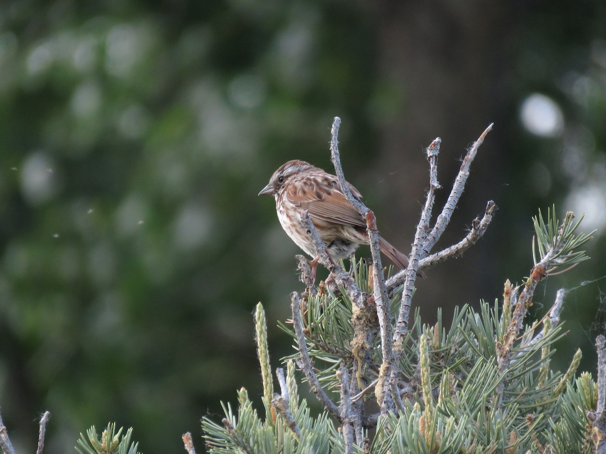 Song Sparrow - ML620200102