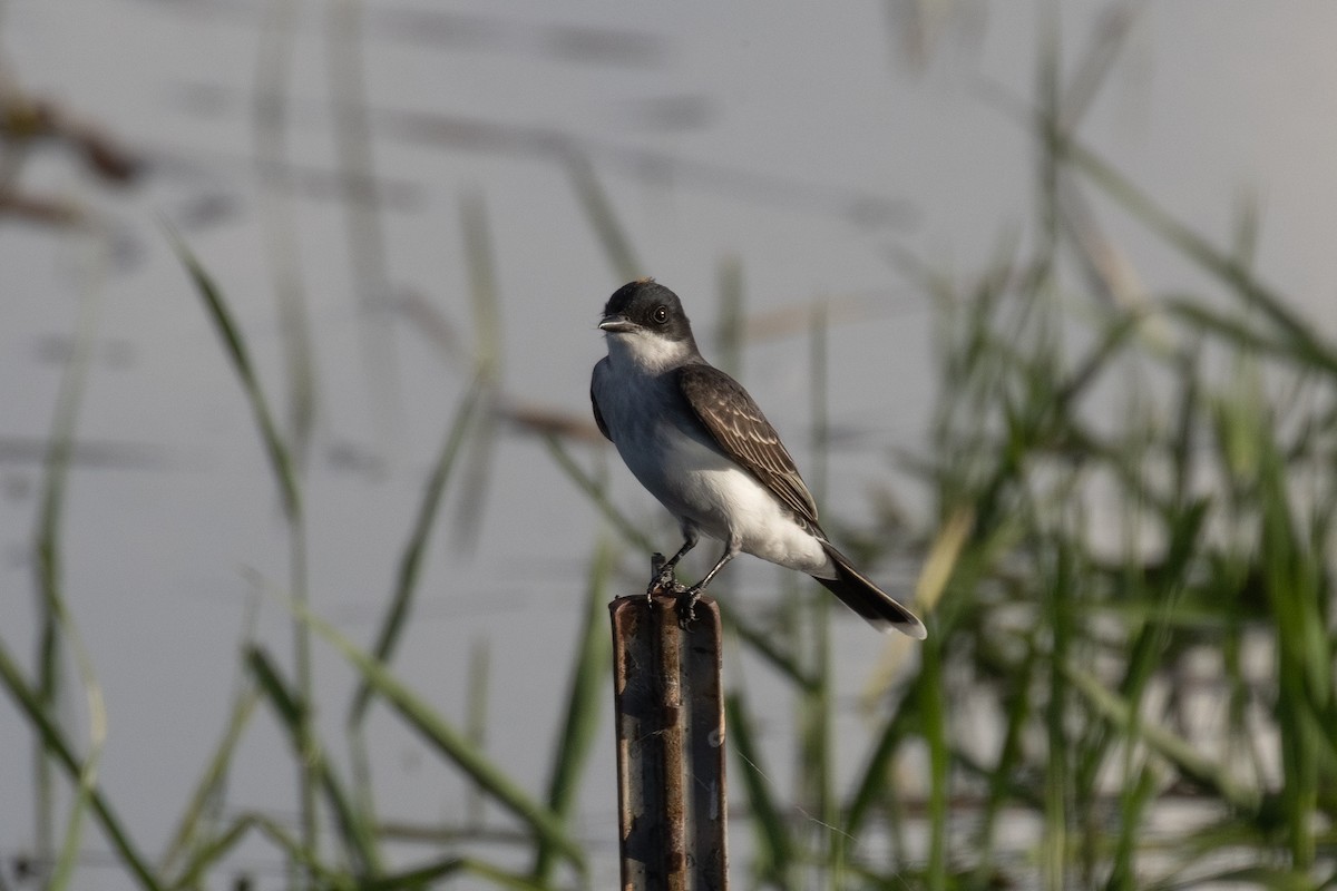 Schieferrücken-Königstyrann - ML620200105