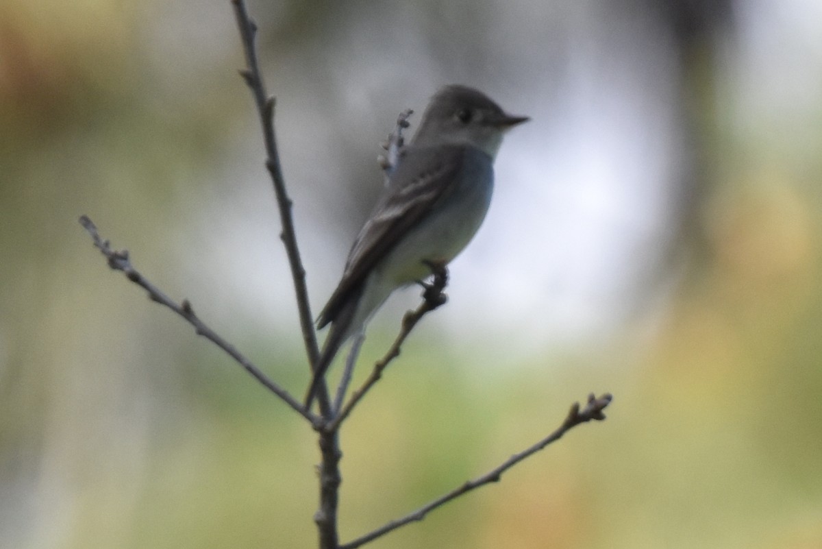 Western Wood-Pewee - ML620200118