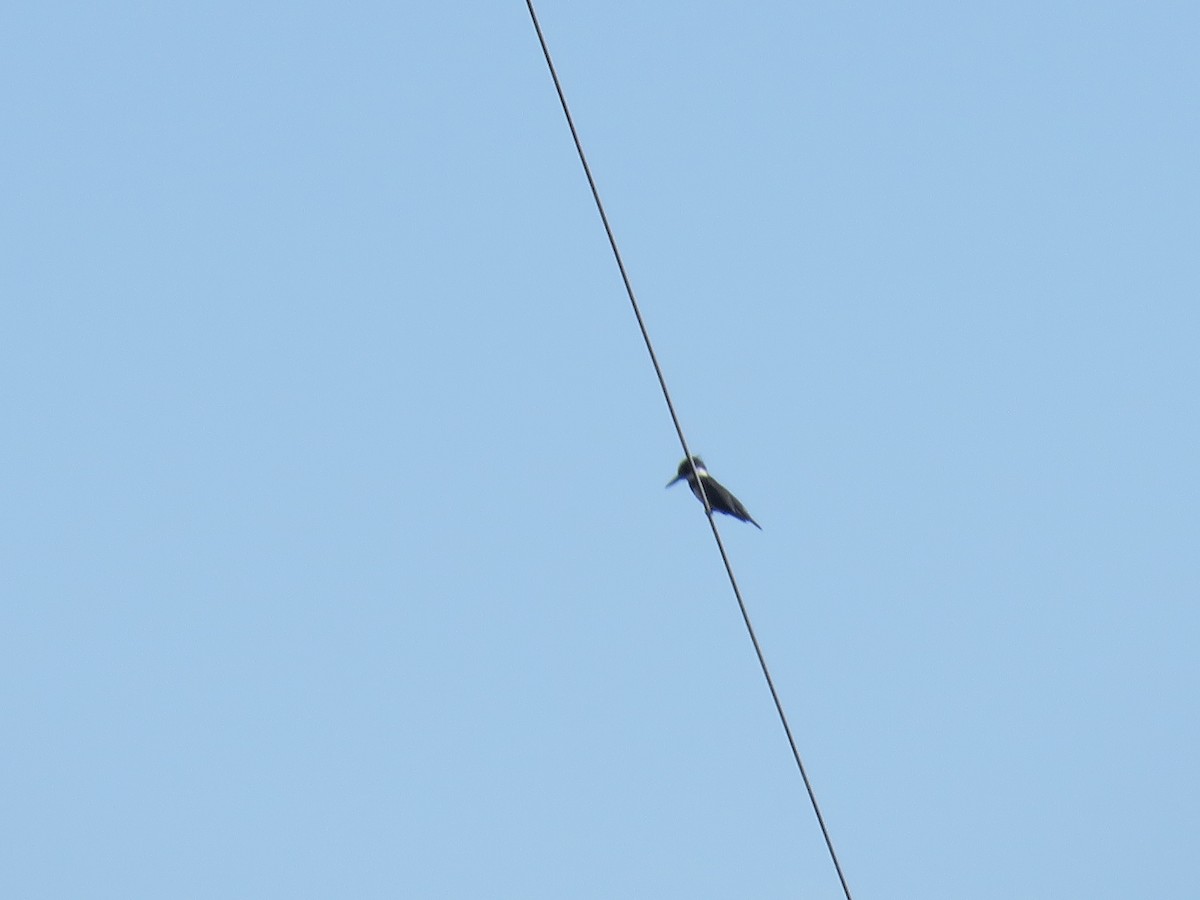 Belted Kingfisher - ML620200120