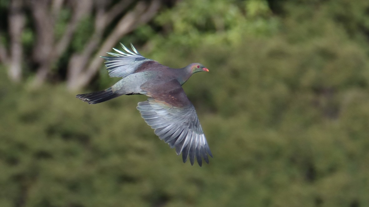 New Zealand Pigeon - ML620200122