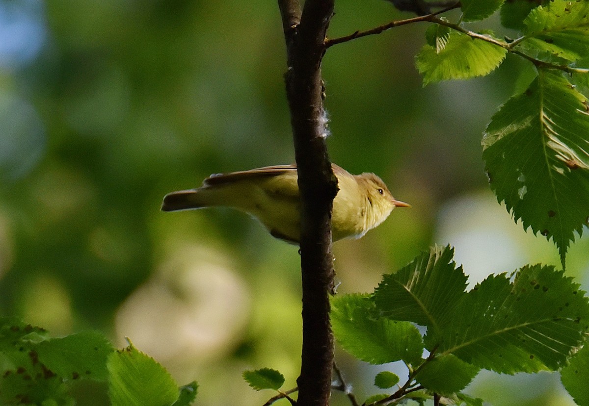 Icterine Warbler - ML620200123