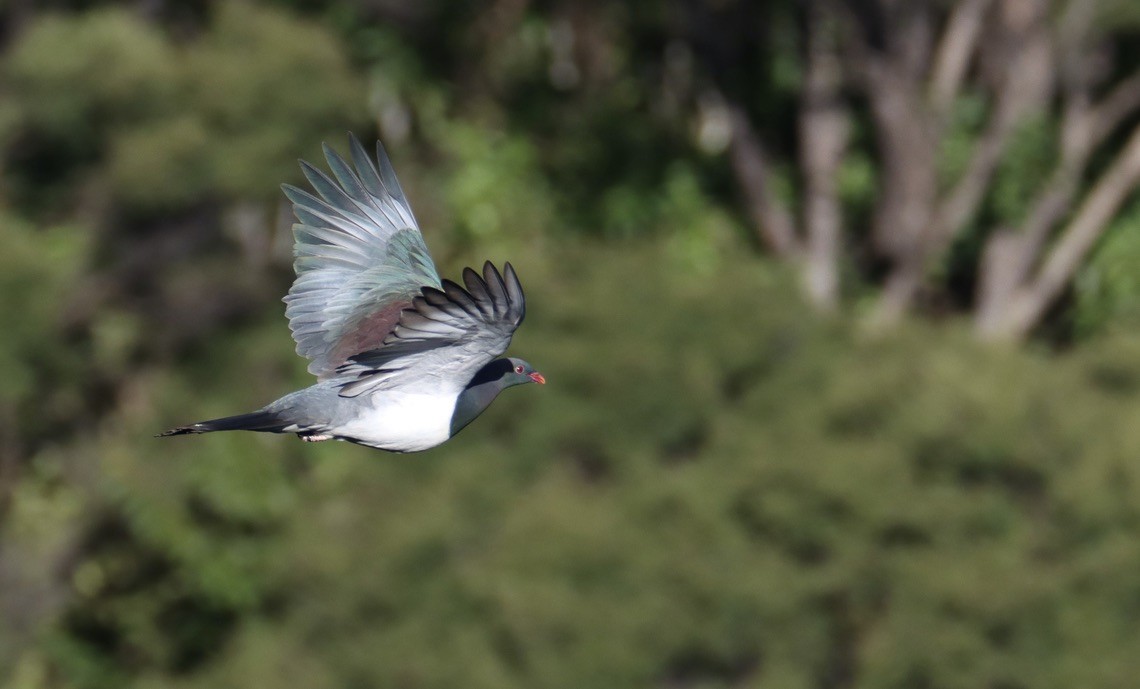 New Zealand Pigeon - ML620200127
