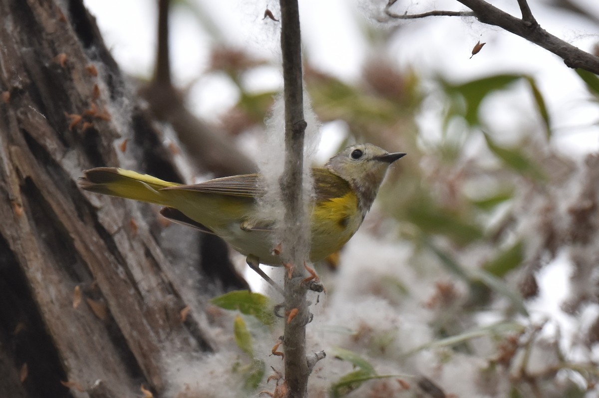 American Redstart - ML620200134