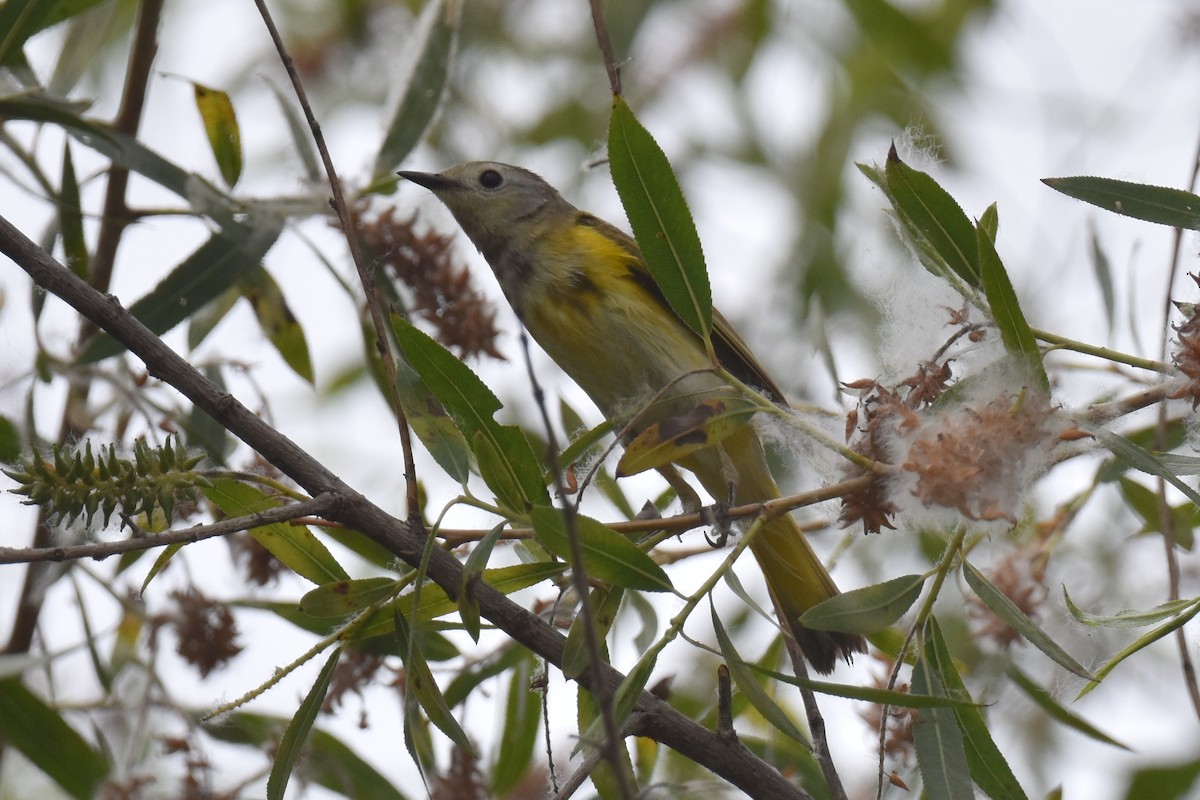 American Redstart - ML620200135