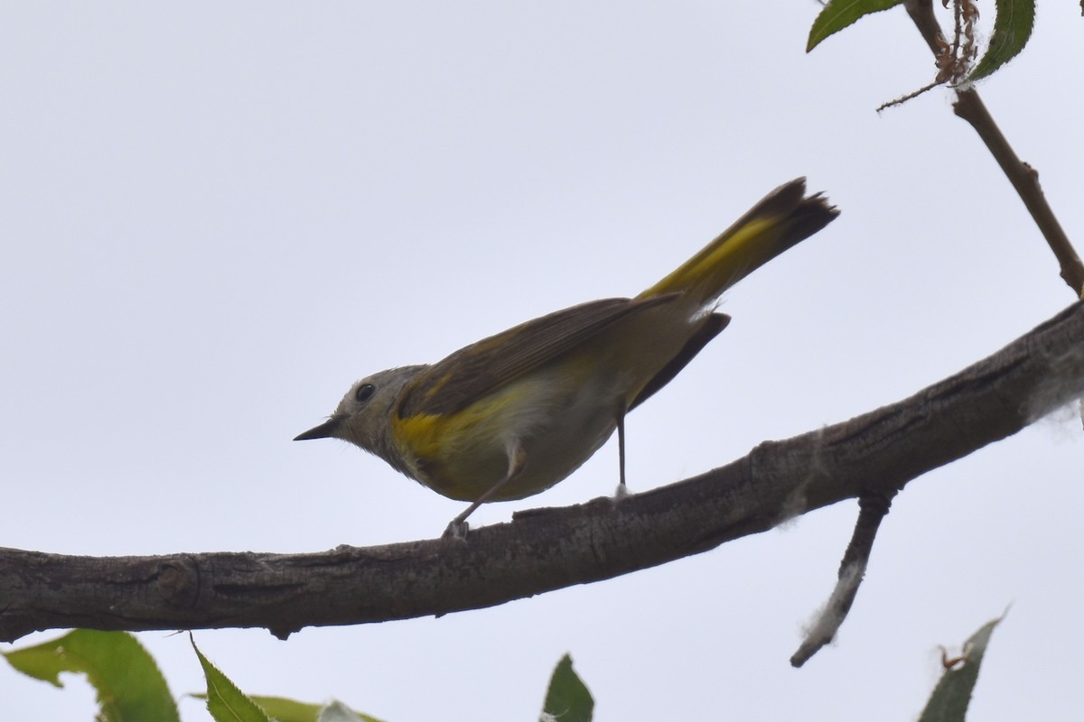 American Redstart - ML620200136