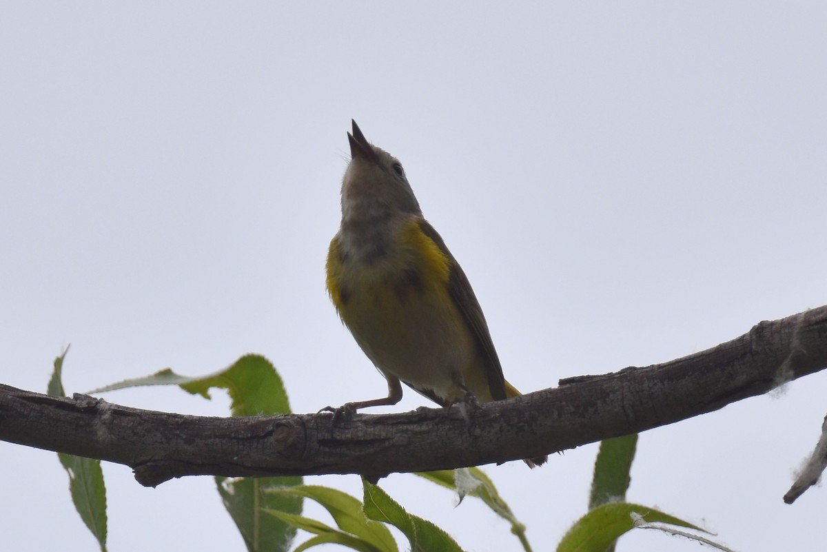 American Redstart - ML620200137