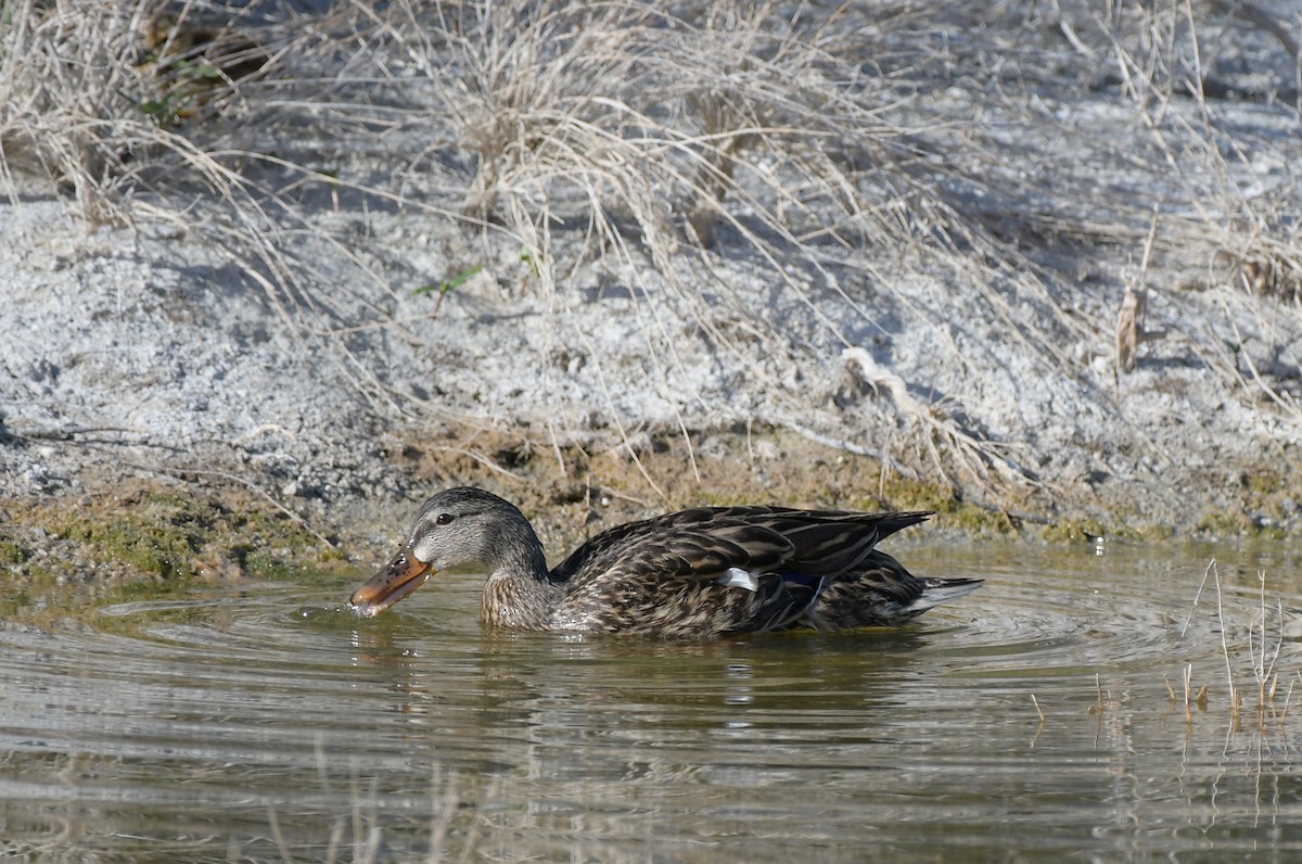 Canard du Mexique - ML620200141