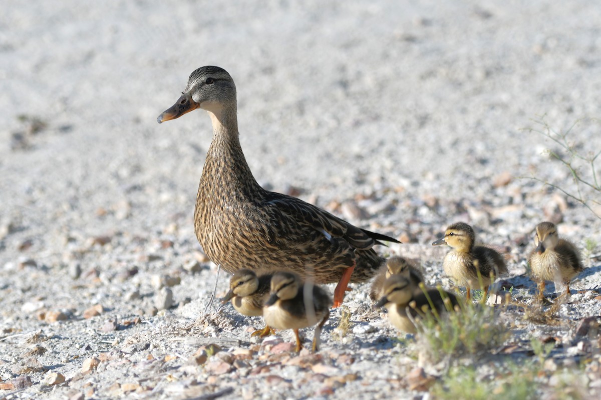 Canard du Mexique - ML620200142