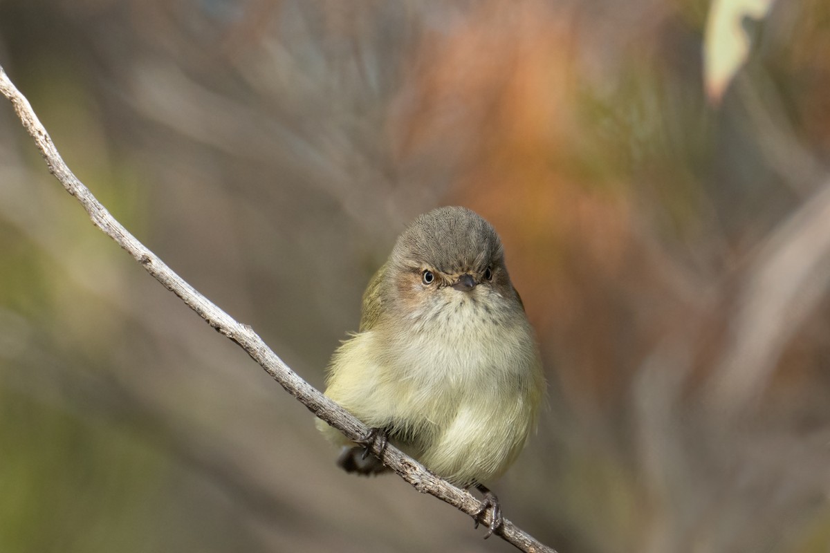 Weebill - ML620200144