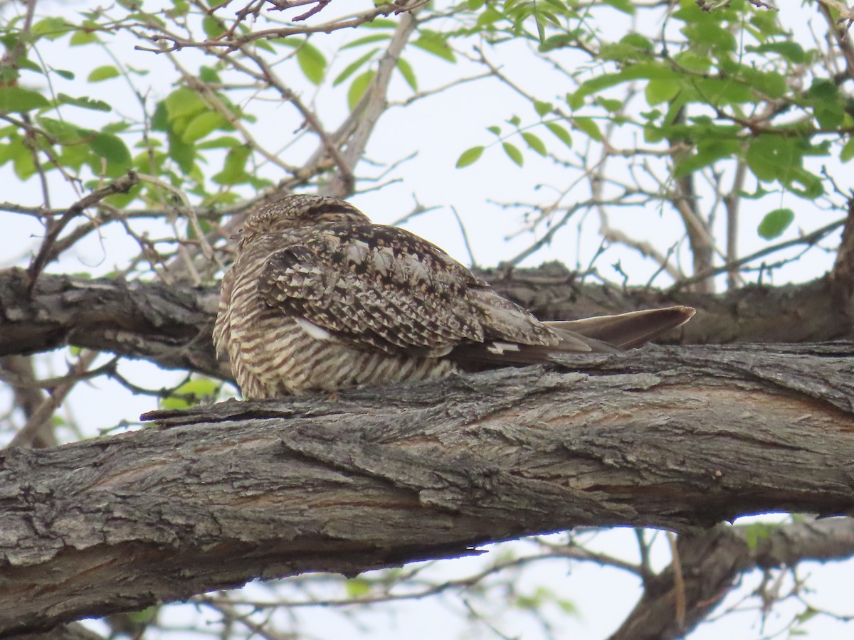 Common Nighthawk - ML620200145