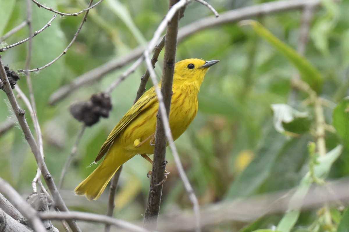 Yellow Warbler - ML620200146