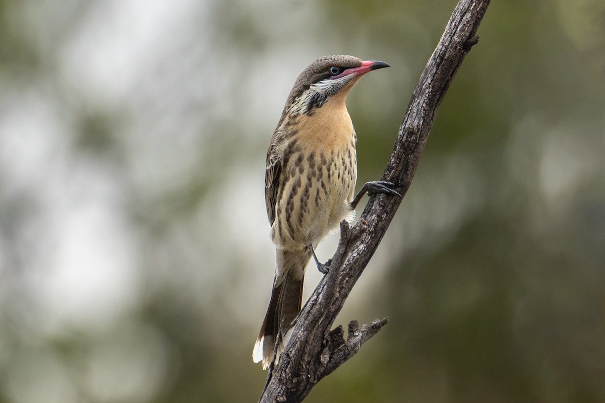 Spiny-cheeked Honeyeater - ML620200147