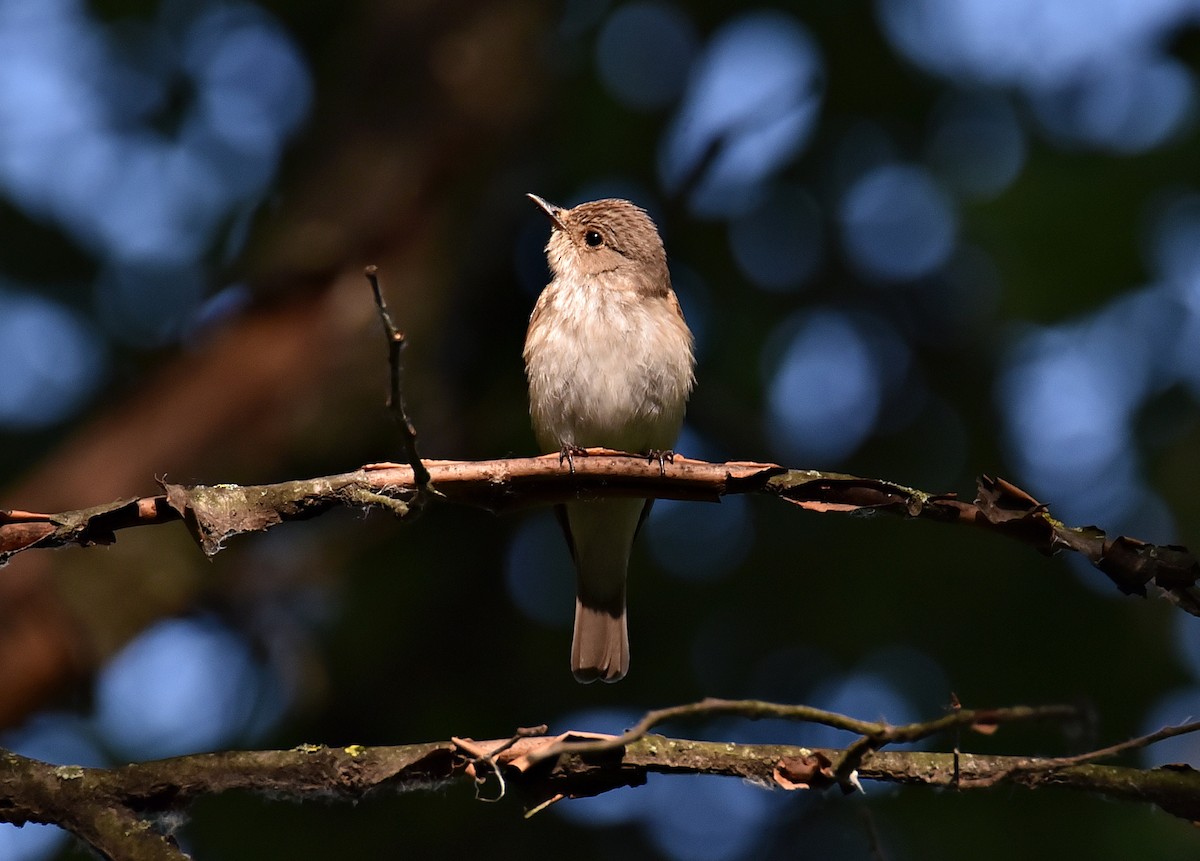 Spotted Flycatcher - ML620200149