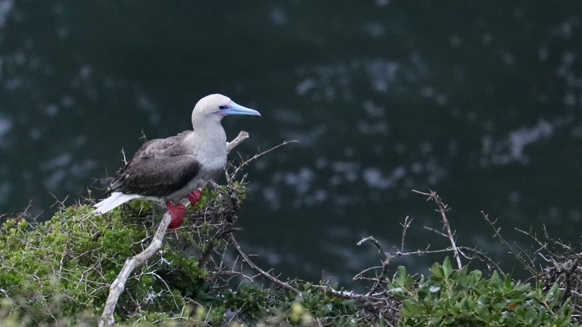 Red-footed Booby - ML620200150