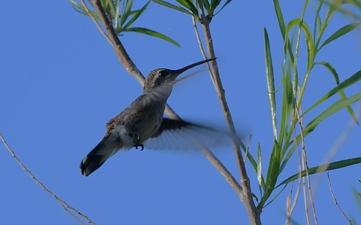 Colibri à gorge noire - ML620200156