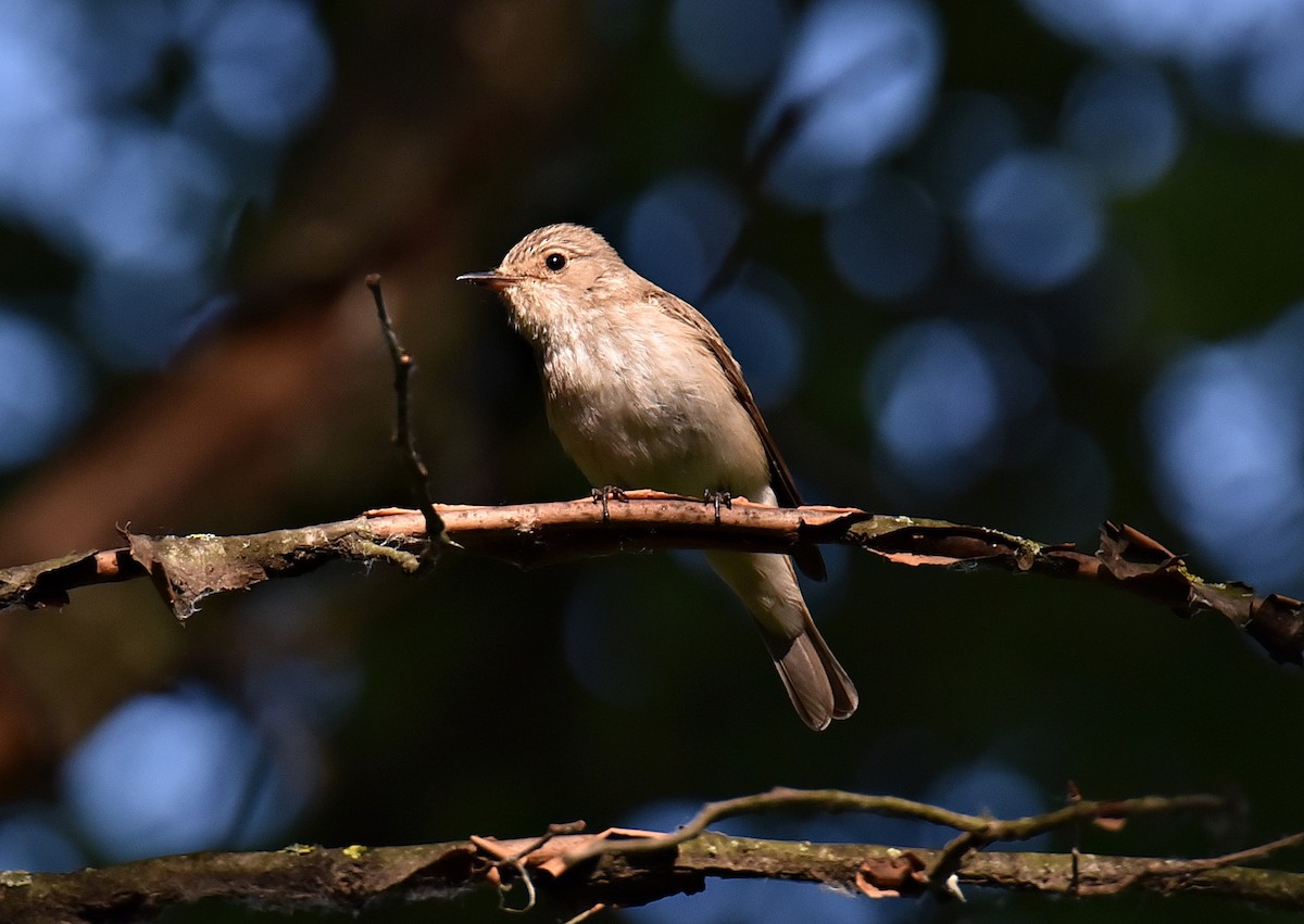 Spotted Flycatcher - ML620200160