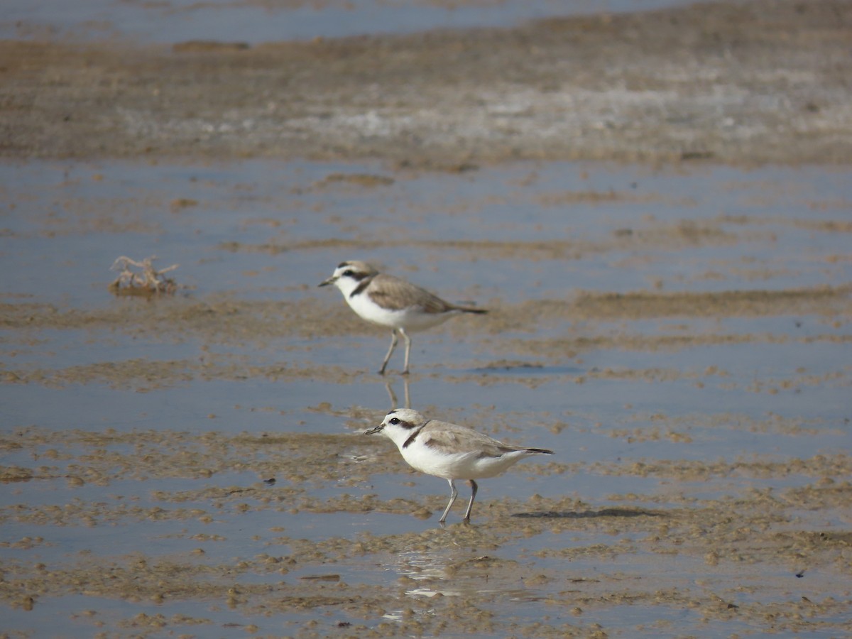 Snowy Plover - ML620200165