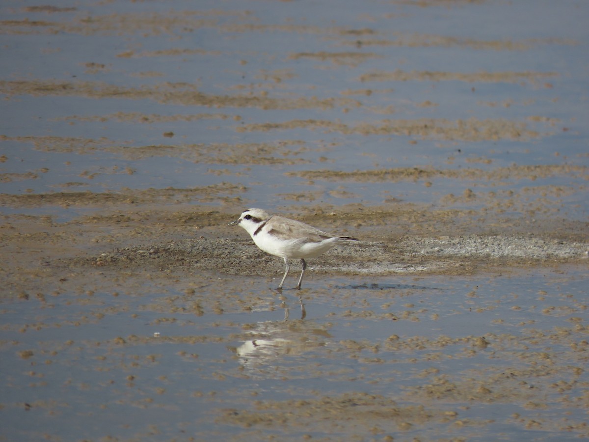 Snowy Plover - ML620200169