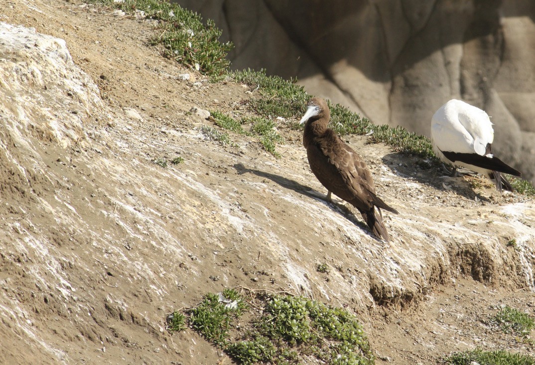 Brown Booby - ML620200173