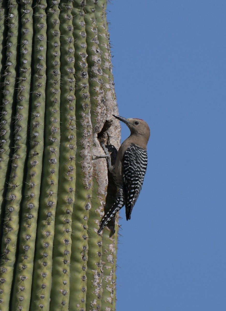 Gila Woodpecker - ML620200174