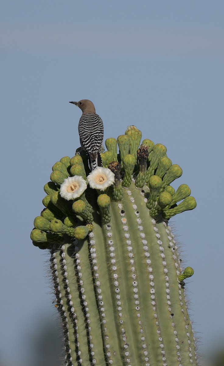 Pic des saguaros - ML620200175