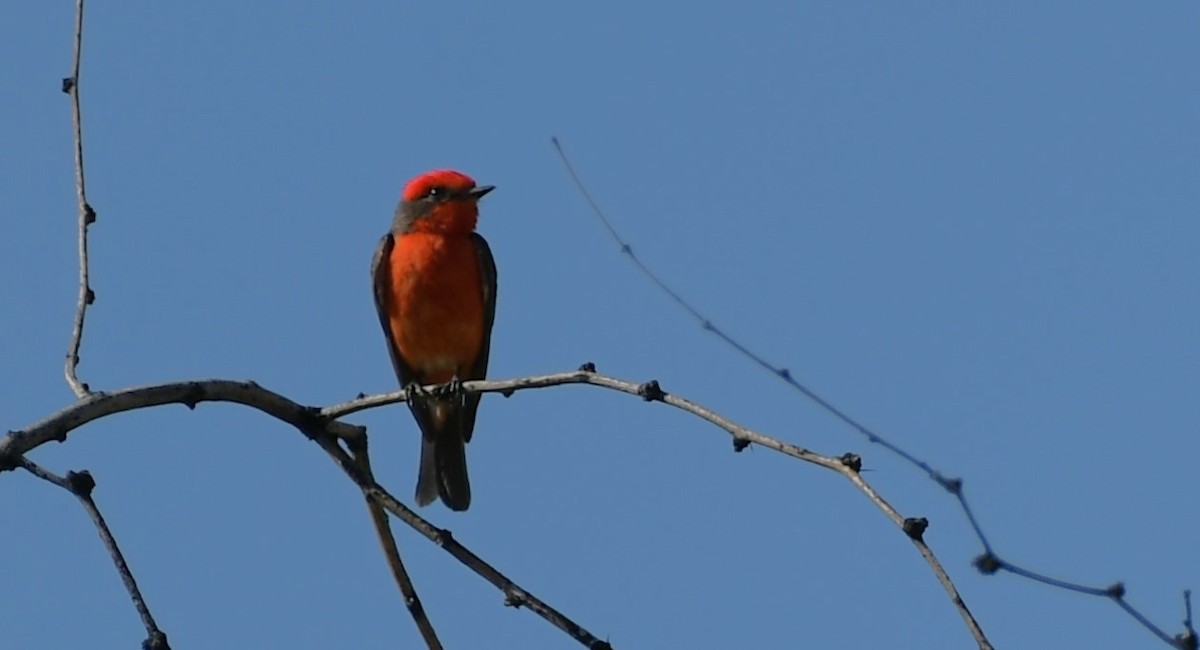 Vermilion Flycatcher - ML620200176